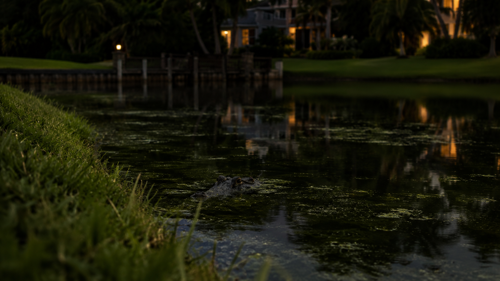 An alligator's eyes barely breaking the surface of a calm residential canal at dusk